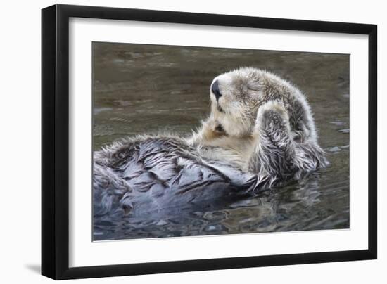 Southern Sea Ottter Floats with Paws out of the Water-Hal Beral-Framed Photographic Print