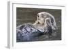 Southern Sea Ottter Floats with Paws out of the Water-Hal Beral-Framed Photographic Print