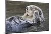 Southern Sea Ottter Floats with Paws out of the Water-Hal Beral-Mounted Photographic Print