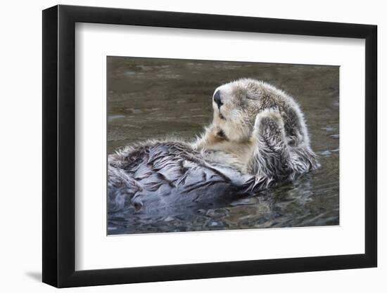 Southern Sea Ottter Floats with Paws out of the Water-Hal Beral-Framed Photographic Print