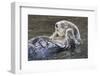 Southern Sea Ottter Floats with Paws out of the Water-Hal Beral-Framed Photographic Print