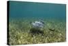 Southern Stingray and Bar Jack, Belize Barrier Reef, Belize-Pete Oxford-Stretched Canvas