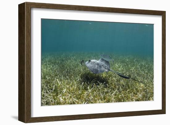Southern Stingray and Bar Jack, Belize Barrier Reef, Belize-Pete Oxford-Framed Photographic Print