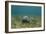 Southern Stingray and Bar Jack, Belize Barrier Reef, Belize-Pete Oxford-Framed Photographic Print