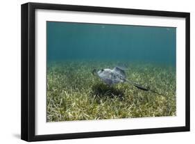 Southern Stingray and Bar Jack, Belize Barrier Reef, Belize-Pete Oxford-Framed Photographic Print