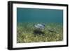 Southern Stingray and Bar Jack, Belize Barrier Reef, Belize-Pete Oxford-Framed Photographic Print