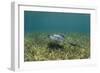 Southern Stingray and Bar Jack, Belize Barrier Reef, Belize-Pete Oxford-Framed Photographic Print