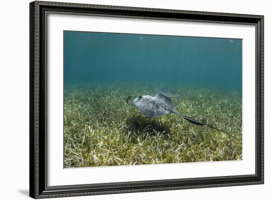 Southern Stingray and Bar Jack, Belize Barrier Reef, Belize-Pete Oxford-Framed Photographic Print