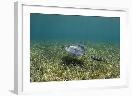 Southern Stingray and Bar Jack, Belize Barrier Reef, Belize-Pete Oxford-Framed Photographic Print