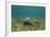 Southern Stingray and Bar Jack, Belize Barrier Reef, Belize-Pete Oxford-Framed Photographic Print