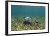 Southern Stingray and Bar Jack, Belize Barrier Reef, Belize-Pete Oxford-Framed Photographic Print