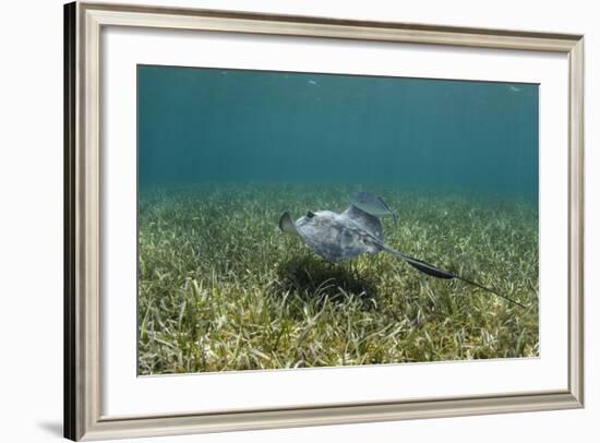 Southern Stingray and Bar Jack, Belize Barrier Reef, Belize-Pete Oxford-Framed Photographic Print