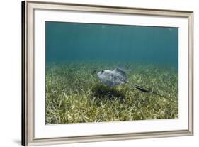 Southern Stingray and Bar Jack, Belize Barrier Reef, Belize-Pete Oxford-Framed Photographic Print