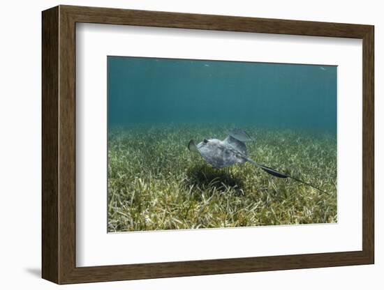 Southern Stingray and Bar Jack, Belize Barrier Reef, Belize-Pete Oxford-Framed Photographic Print