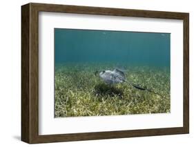 Southern Stingray and Bar Jack, Belize Barrier Reef, Belize-Pete Oxford-Framed Photographic Print