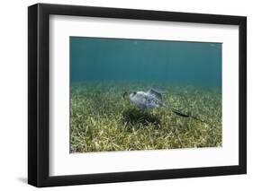 Southern Stingray and Bar Jack, Belize Barrier Reef, Belize-Pete Oxford-Framed Photographic Print