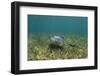 Southern Stingray and Bar Jack, Belize Barrier Reef, Belize-Pete Oxford-Framed Photographic Print