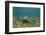 Southern Stingray and Bar Jack, Belize Barrier Reef, Belize-Pete Oxford-Framed Photographic Print