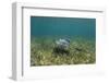 Southern Stingray and Bar Jack, Belize Barrier Reef, Belize-Pete Oxford-Framed Photographic Print