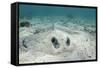 Southern Stingray, Belize Barrier Reef, Belize-Pete Oxford-Framed Stretched Canvas