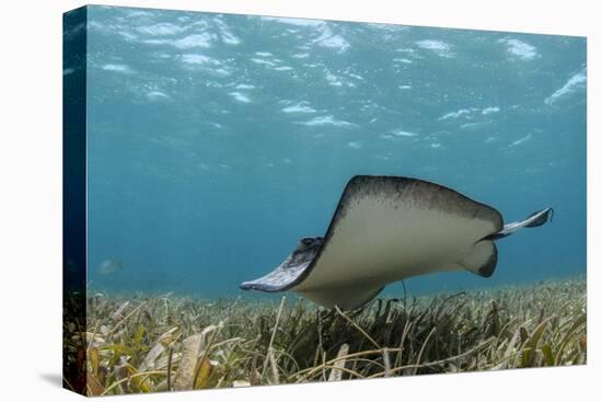 Southern Stingray, Belize Barrier Reef, Belize-Pete Oxford-Stretched Canvas