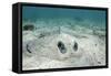 Southern Stingray, Belize Barrier Reef, Belize-Pete Oxford-Framed Stretched Canvas