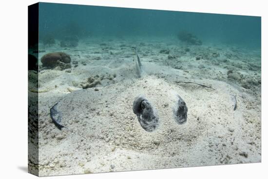 Southern Stingray, Belize Barrier Reef, Belize-Pete Oxford-Stretched Canvas