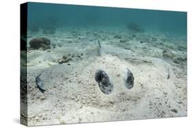 Southern Stingray, Belize Barrier Reef, Belize-Pete Oxford-Stretched Canvas