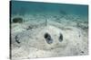 Southern Stingray, Belize Barrier Reef, Belize-Pete Oxford-Stretched Canvas