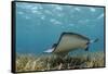 Southern Stingray, Belize Barrier Reef, Belize-Pete Oxford-Framed Stretched Canvas