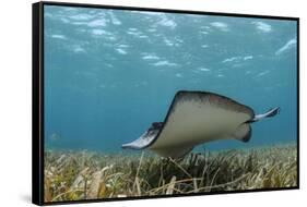 Southern Stingray, Belize Barrier Reef, Belize-Pete Oxford-Framed Stretched Canvas