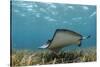 Southern Stingray, Belize Barrier Reef, Belize-Pete Oxford-Stretched Canvas
