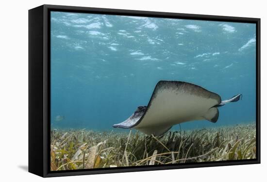 Southern Stingray, Belize Barrier Reef, Belize-Pete Oxford-Framed Stretched Canvas