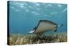 Southern Stingray, Belize Barrier Reef, Belize-Pete Oxford-Stretched Canvas