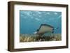 Southern Stingray, Belize Barrier Reef, Belize-Pete Oxford-Framed Photographic Print