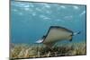 Southern Stingray, Belize Barrier Reef, Belize-Pete Oxford-Mounted Photographic Print