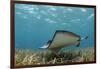 Southern Stingray, Belize Barrier Reef, Belize-Pete Oxford-Framed Photographic Print