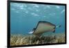 Southern Stingray, Belize Barrier Reef, Belize-Pete Oxford-Framed Photographic Print