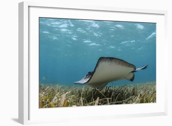 Southern Stingray, Belize Barrier Reef, Belize-Pete Oxford-Framed Photographic Print