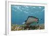 Southern Stingray, Belize Barrier Reef, Belize-Pete Oxford-Framed Photographic Print