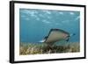 Southern Stingray, Belize Barrier Reef, Belize-Pete Oxford-Framed Photographic Print