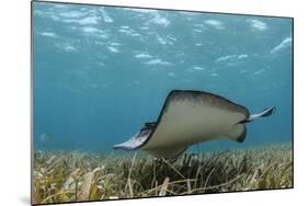 Southern Stingray, Belize Barrier Reef, Belize-Pete Oxford-Mounted Photographic Print
