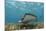 Southern Stingray, Belize Barrier Reef, Belize-Pete Oxford-Mounted Photographic Print