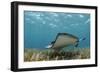 Southern Stingray, Belize Barrier Reef, Belize-Pete Oxford-Framed Photographic Print