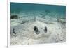 Southern Stingray, Belize Barrier Reef, Belize-Pete Oxford-Framed Photographic Print