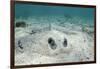 Southern Stingray, Belize Barrier Reef, Belize-Pete Oxford-Framed Photographic Print