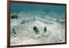 Southern Stingray, Belize Barrier Reef, Belize-Pete Oxford-Framed Photographic Print