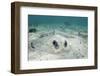 Southern Stingray, Belize Barrier Reef, Belize-Pete Oxford-Framed Photographic Print