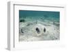 Southern Stingray, Belize Barrier Reef, Belize-Pete Oxford-Framed Photographic Print