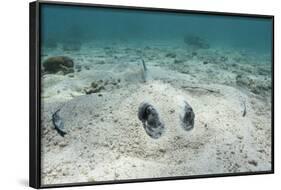 Southern Stingray, Belize Barrier Reef, Belize-Pete Oxford-Framed Photographic Print